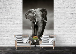 Fototapet Elefantul prietenos
