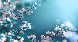 Fototapet, Flori albe pe o ramură pe un fundal albastru
