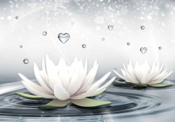 Fototapet, Flori de lotus pe apă