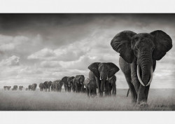 Fototapet, O turmă de elefanți