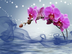 Fototapet, Orhidee și apă