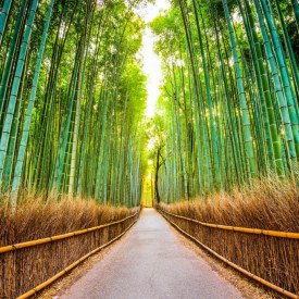 Fototapet, Pădurea de bambus