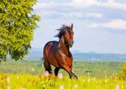 Fototapet, Un cal ce galopează în pădure