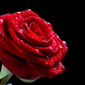 Fototapet, Un trandafir roșu pe fundal negru