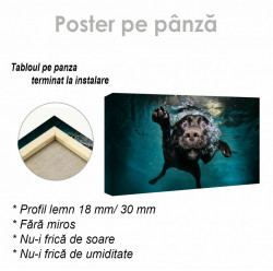 Poster, Câinele sub apă