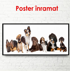 Poster, Câini amuzanți pe un fundal alb