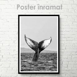 Poster, Coada balenei