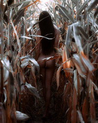 Poster, Fată în lanul de porumb