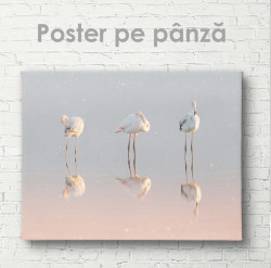 Poster, Flamingo