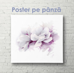 Poster, Floare albă cu contur violet