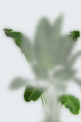 Poster, Frunze verzi în ceață