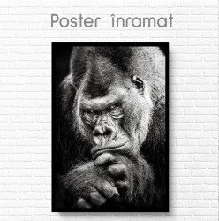 Poster, Gorilă alb-negru