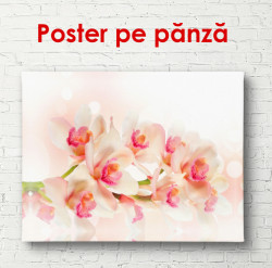 Poster, Orhideea tandră