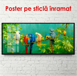 Poster, Papagali multicolor