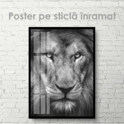 Poster, Privirea Leului