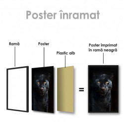Poster, Puma neagră