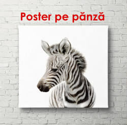 Poster, Zebra pe un fundal alb
