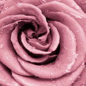 Tablou modular, Trandafirul roz