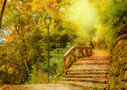 Fototapet, Pădurea verde