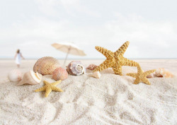 Fototapet, Scoici și stele de mare pe plajă