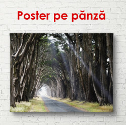 Poster, Aleea din pădurea