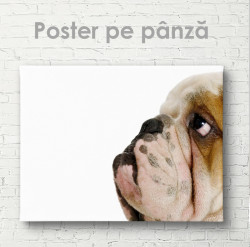 Poster, Bulldog