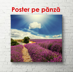 Poster, Câmpul de lavandă