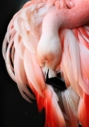 Poster, Flamingo roz