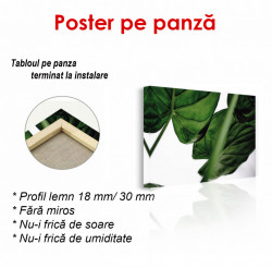 Poster, Frunze de culoare verde închis