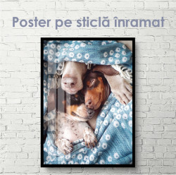 Poster, Idilă drăguță de câini
