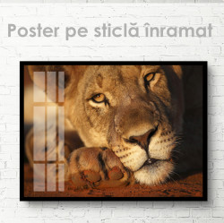 Poster, Leoaică