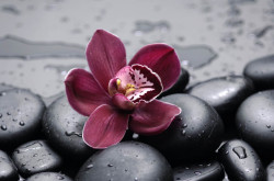 Poster, Orhideea de culoare burgundă pe pietre negre