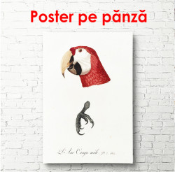 Poster, Papagalul roșu
