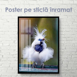 Poster, Pasăre drăguță