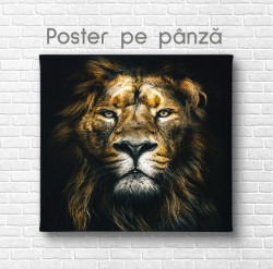 Poster, Privirea leului