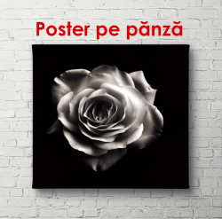 Poster, Trandafirul alb pe un fundal negru