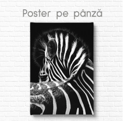 Poster, Zebră