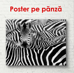 Poster, Zebre