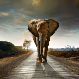 Fototapet, Elefantul pe stradă