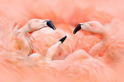 Fototapet, Flamingo roz