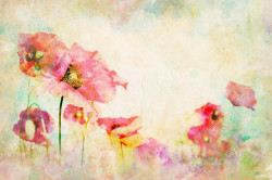 Fototapet, Flori de maci pictați în acuarelă pe un fond pal