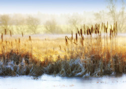 Fototapet,Natura toamna