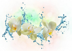Fototapet, Orhidee albe și stropi de apă