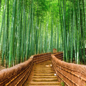 Fototapet, Pădurea de bambus din Sagano