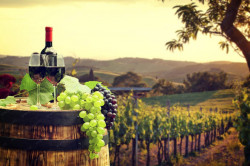 Fototapet, Sticla de vin pe fundalul unui câmp de vie