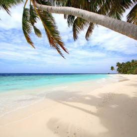 Fototapet, Un palmier frumos pe plajă