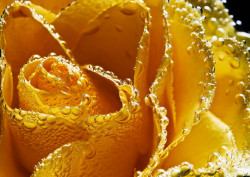 Fototapet, Un trandafir galben și picături de rouă