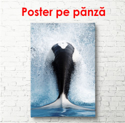 Poster, Balena înotătoare