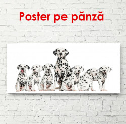 Poster, Câini dalmațieni pe un fundal alb