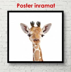 Poster, Girafa pe un fundal alb